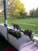 Katzenpärchen